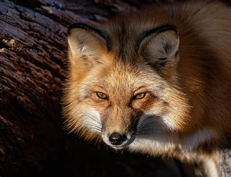 Red Fox | Starmind Conservation