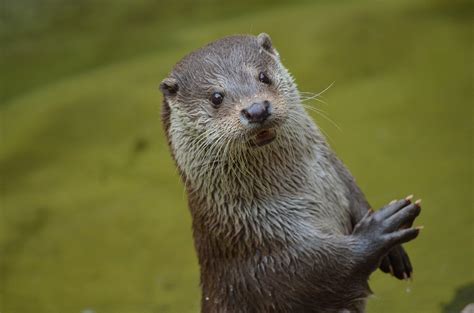 Care For Us - Asian Small Clawed Otter | Wild Welfare