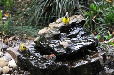 An avian expert from Southern Indiana shows how to make a burbling fountain that migrating birds ...