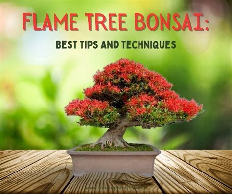 Flame Tree Bonsai: Best Tips and Techniques - HouseplantJoy.com