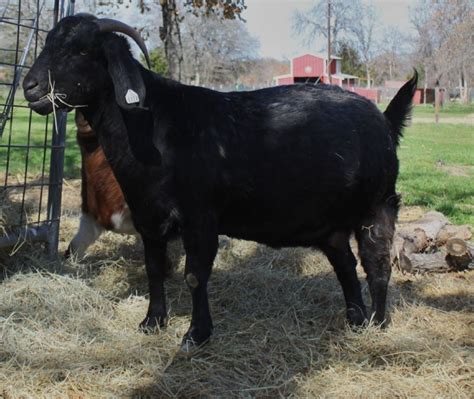 black bengal goat | GOATS ON GOATS ON GOATS