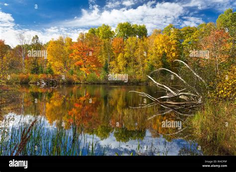 Chippewa national forest hi-res stock photography and images - Alamy