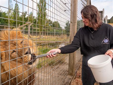 How to get just inches away from a lion in Somerset - Somerset Live