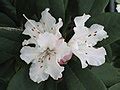 Category:Rhododendron lapponicum - Wikimedia Commons