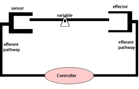 Negative Feedback Loop Diagram - General Wiring Diagram