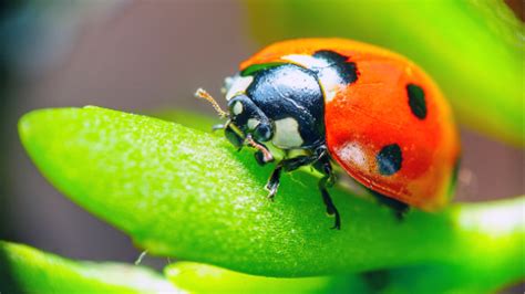 What’s the Difference Between Ladybugs and Asian Lady Beetles? - Plunkett's Pest Control