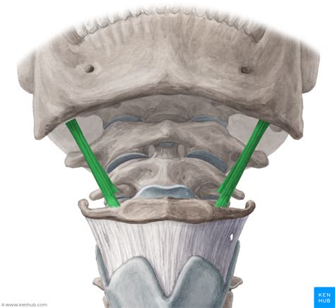 Stylohyoid muscle - Musculus stylohyoideus | Facial nerve, Muscle, Internal carotid artery