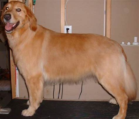 Golden Summer Cut. #DogGroomingTips | Golden retriever haircut, Golden ...