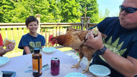 Chicken Life : r/BackYardChickens