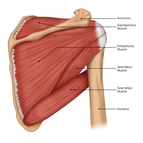 Rotator cuff tears become more common as we age - Steven Chudik MD