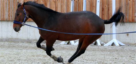 The practical guide for bucking horses: Here is what you can do