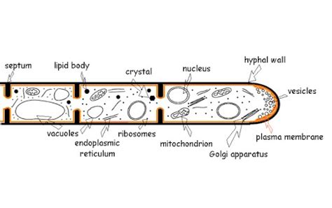 mycology - What are hyphal compartments? - Biology Stack Exchange