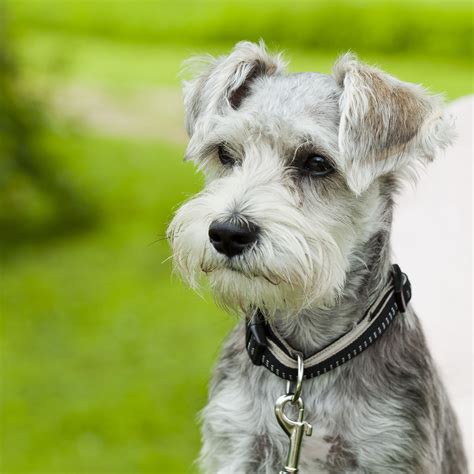 Miniature Schnauzer | PetFirst