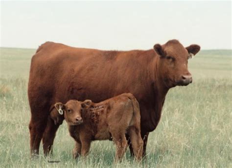 17 Best images about Beef Cattle Breed Associations on Pinterest ...