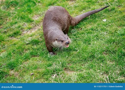 An Eurasian Otter Up Close on the Banks of a Pond Stock Image - Image ...