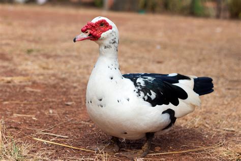 Muscovy Duck (Cairina Moschata) - Diet, Habitat & Behaviour