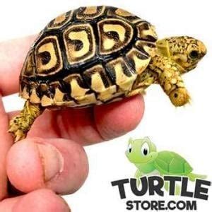 Leopard tortoise diet | leopard tortoise food list | plants safe to feed leopard