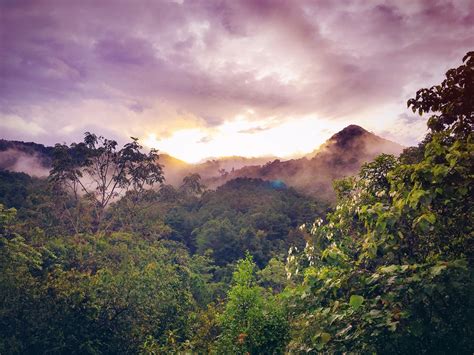 The difference between a temperate and tropical rainforests - One ...