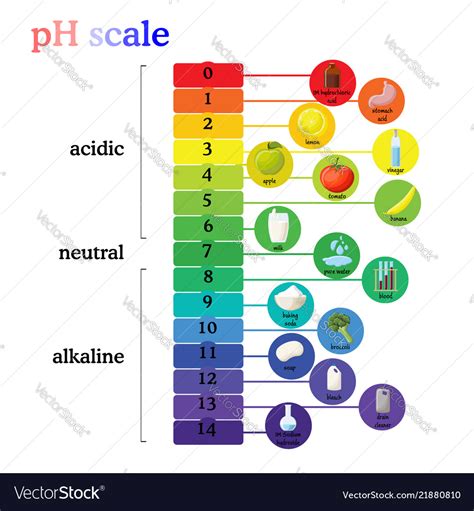 Ph scale diagram with corresponding acidic or Vector Image