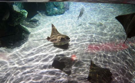 Sea Life Aquarium Opens At Concord Mills | WFAE 90.7 - Charlotte's NPR News Source