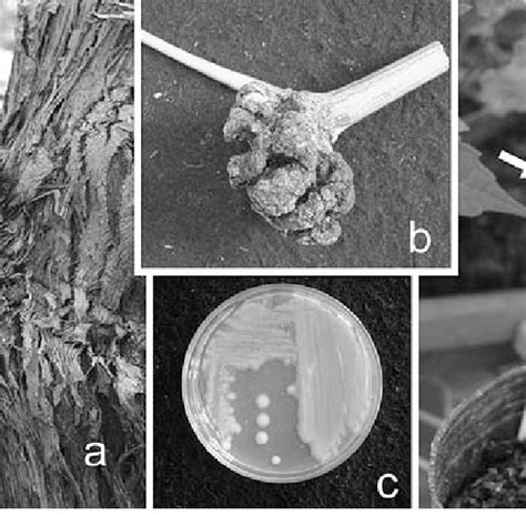 Symptoms and colony morphology of Rhizobium radiobacter (Ti) isolated ...