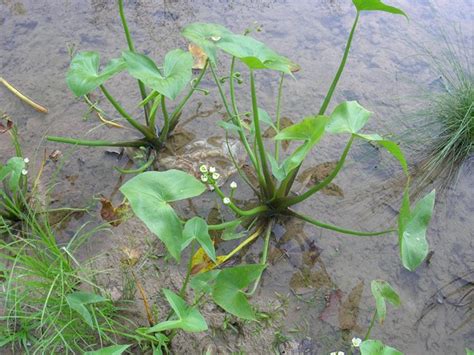 Arrowhead (Sagittaria spp.)