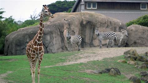 Stanford students design and build enrichments for San Francisco Zoo ...