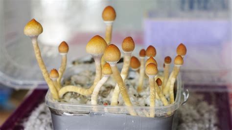 Magic mushrooms 'could help women deal with cancer-related depression ...