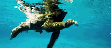 He Swim | Sloths | Know Your Meme