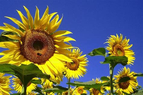 Sunflower | Diseases and Pests, Description, Uses, Propagation