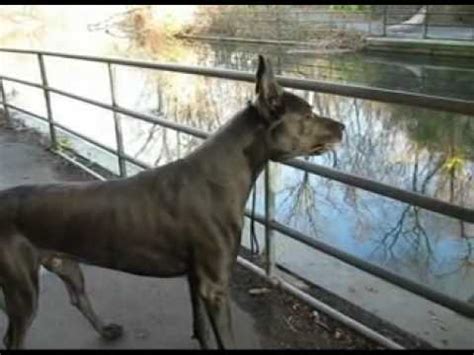 Great Dane bark - YouTube