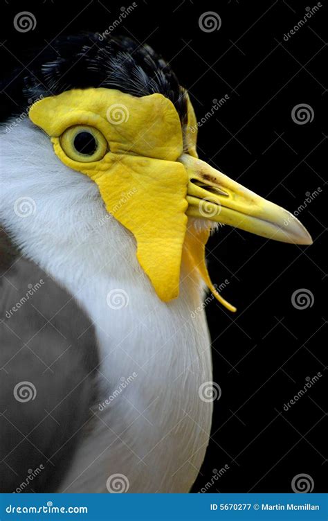 Masked plover stock image. Image of face, portrait, gull - 5670277