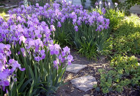 World of Irises: Mass Plantings for a Breathtaking Display