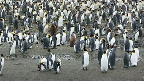 King penguin colony - Stock Video Clip - K004/8522 - Science Photo Library