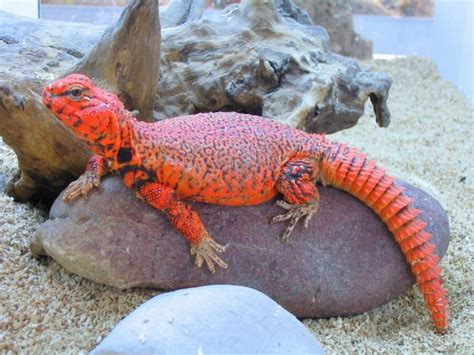 Uromastyx geyri, orange male Bebesaurus--France | Cute reptiles, Pet ...