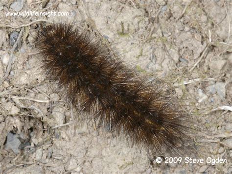 White Ermine Moth and caterpillar, Spilosoma lubricipeda | Wildlife Insight