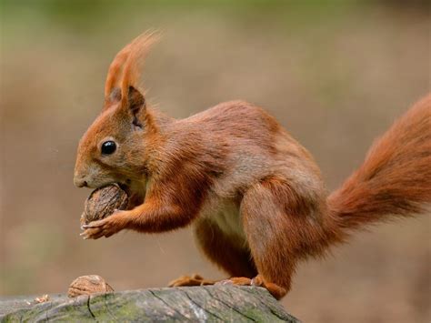 Welcome to British Red Squirrel, Conserving our native red squirrel ...