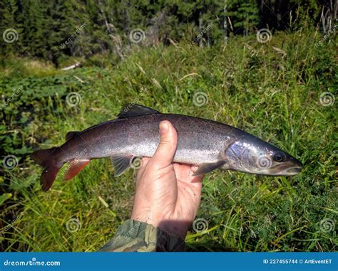 Taimen Hucho Taimen is Largest Fish of the Salmon Family Stock Photo ...