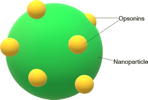 Corona: An opsonized nanoparticle showing proteins (opsonins) adsorbed ...