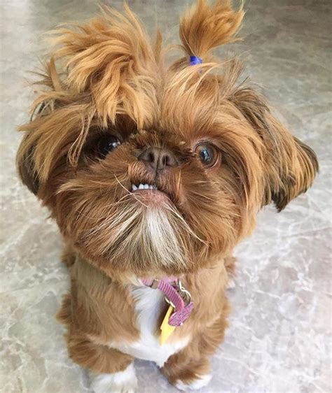 Maltese, Shih Tzu mix | Yorkie chihuahua mix, Chihuahua mix, Shih tzu mix