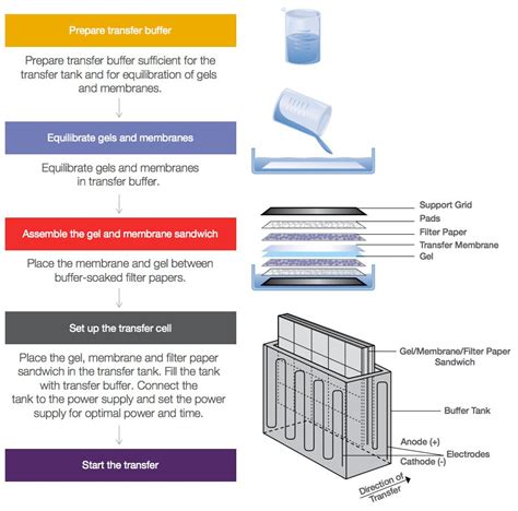 Western Blot Transfer Methods | Thermo Fisher Scientific - CN