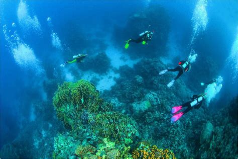 Scuba Diving in Elphinstone Reef, Egypt - Dive Site - Divebooker.com