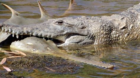 Look: Photos show crocodile attacking sawfish in Australia - UPI.com