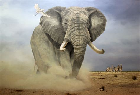 Named this piece " Bull Dust" | Elephant pictures, African wildlife ...