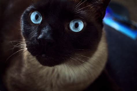 Black Siamese Cat: Does it really exist? - Feline Paws