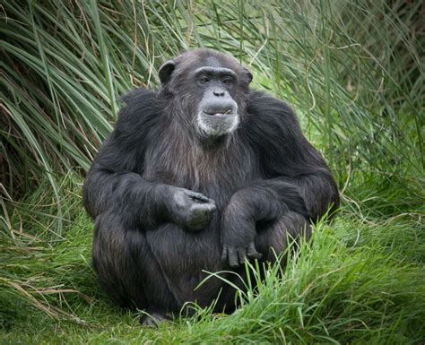 Chimpanzee Symbolism - Spirit Animal Totems