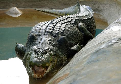 Australian man fights off huge crocodile with pocket knife, then drives himself to hospital ...