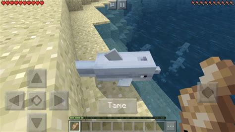 How To Ride a Dolphin in Minecraft Pocket Edition (Tame Dolphins ...