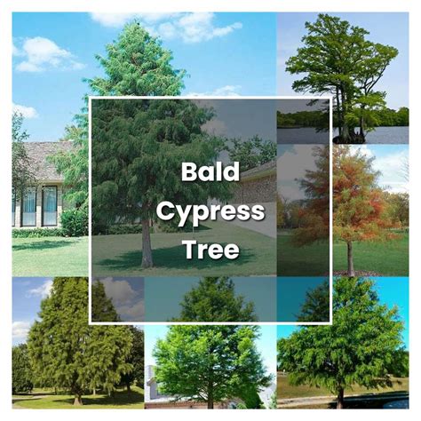 How to Grow Bald Cypress Tree - Plant Care & Tips | NorwichGardener