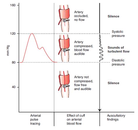 Nursing: ASSESSMENT OF THE CARDIOVASCULAR SYSTEM